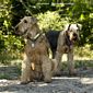 airedale-1000