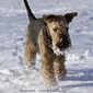 airedale-1019