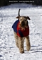 airedale-1028