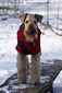 airedale-1041