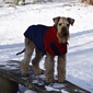 airedale-1042