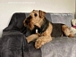 airedale-1044