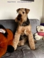 airedale-1046