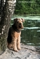 airedale-1050