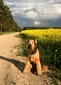 airedale-1052