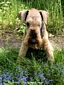 airedale-1054