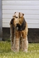 airedale-1068