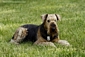 airedale-1069