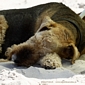 airedale-1072