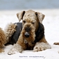 airedale-1073