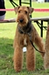 airedale-274