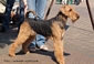 airedale-277