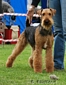 airedale-281