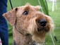 airedale-282