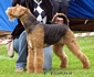 airedale-283