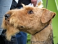 airedale-284