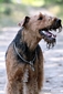 airedale-285