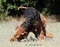 airedale-286