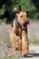 airedale-288