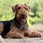 airedale-289