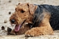 airedale-290