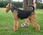 airedale-292