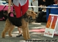 airedale-293