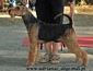 airedale-294