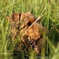 airedale-298