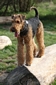 airedale-299