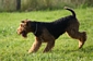 airedale-300