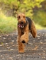 airedale-301