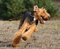 airedale-302