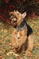 airedale-303