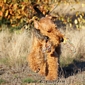 airedale-307