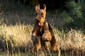 airedale-309