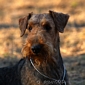 airedale-311