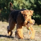 airedale-312