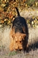 airedale-313