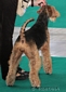 airedale-316