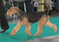 airedale-317