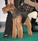 airedale-318