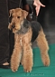 airedale-319