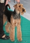 airedale-320