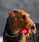 airedale-321