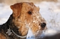 airedale-323