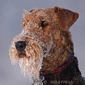 airedale-329