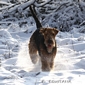 airedale-330