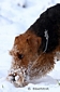 airedale-331