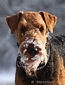 airedale-334